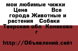 мои любимые чижки › Цена ­ 15 000 - Все города Животные и растения » Собаки   . Тверская обл.,Конаково г.